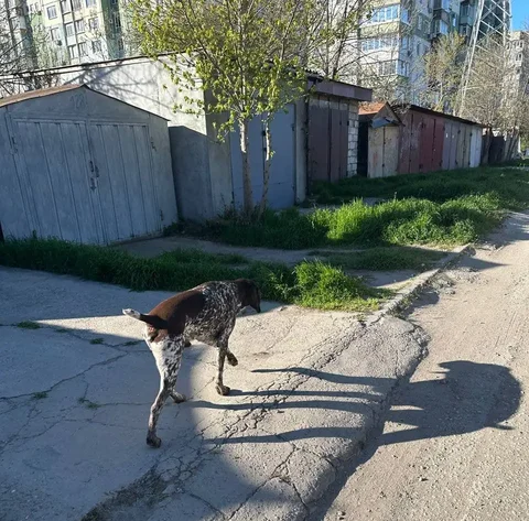 Найдена собака в Симферополе - частное объявление в Симферополь