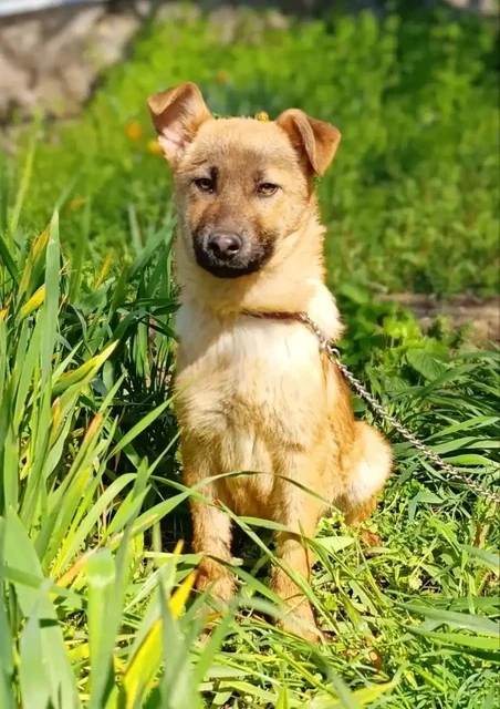 Котята ищут дом - частное объявление в Симферополь