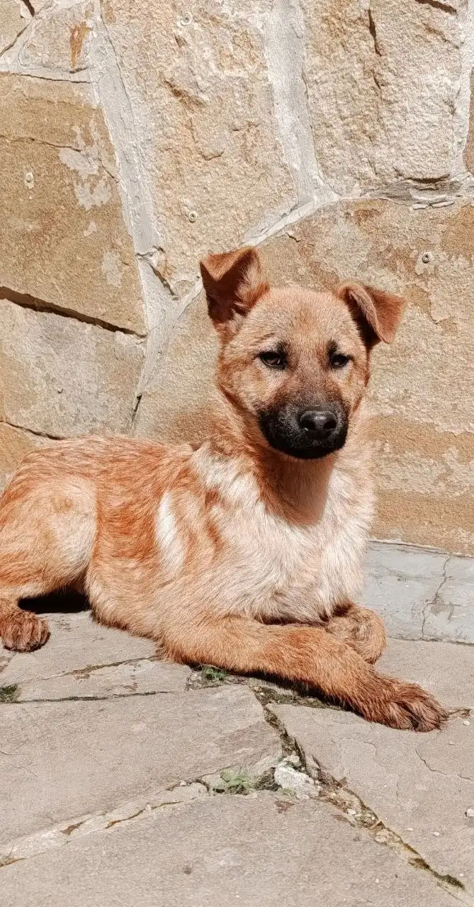 Котята ищут дом - Животные в Симферополь