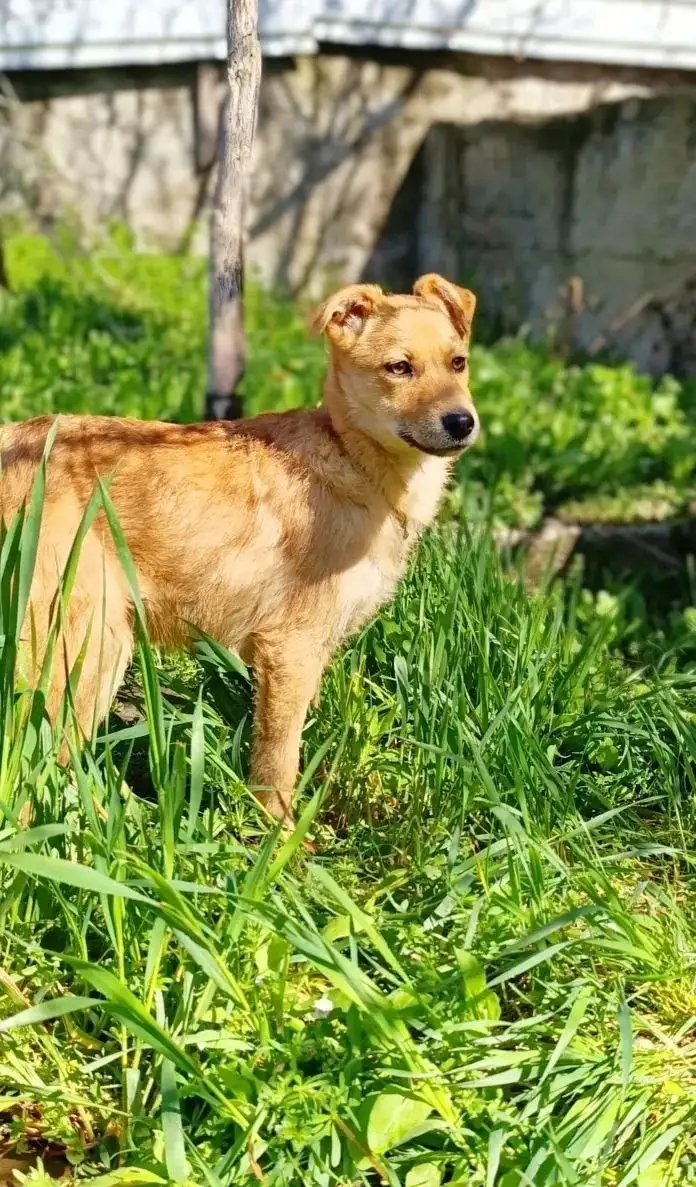 Котята ищут дом - Животные в Симферополь