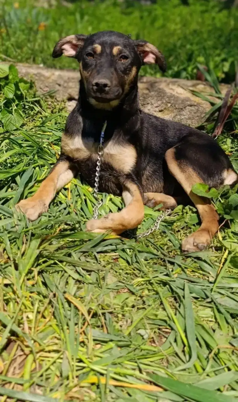 Котята ищут дом - Животные в Симферополь