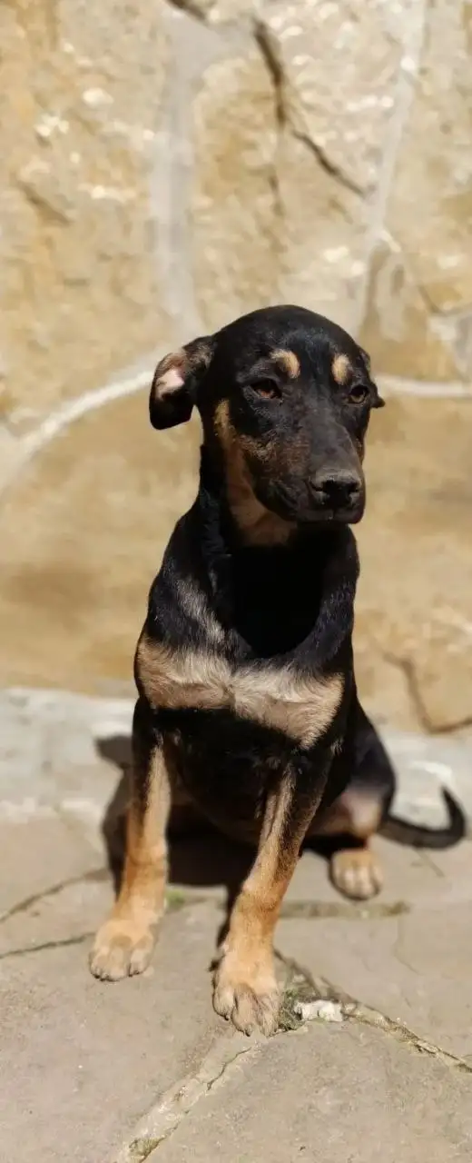 Котята ищут дом - Животные в Симферополь