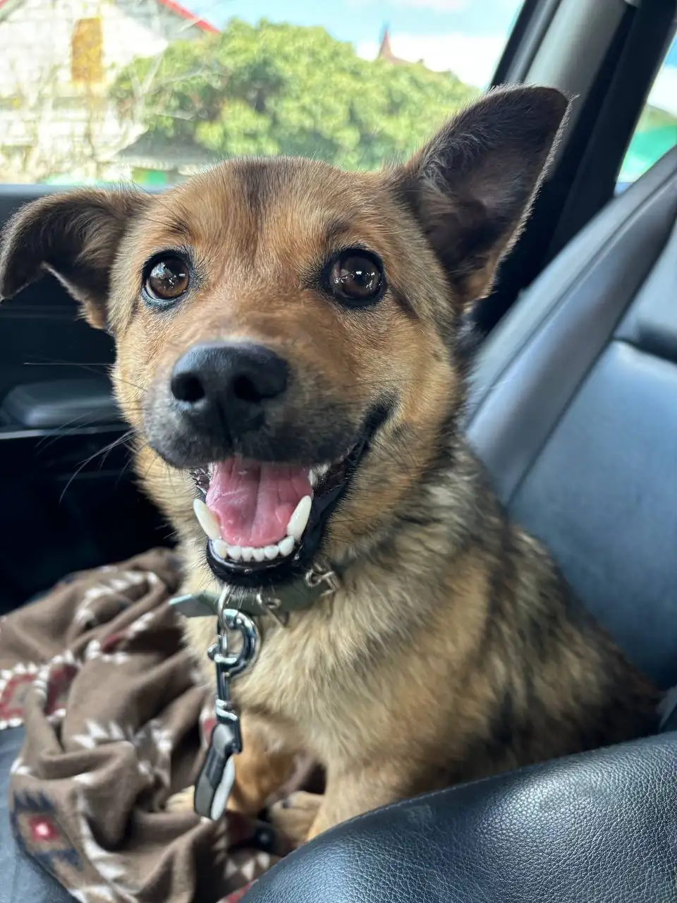 Отдам в хорошие руки собаку Тэдди - Собаки (Животные) в Симферополь