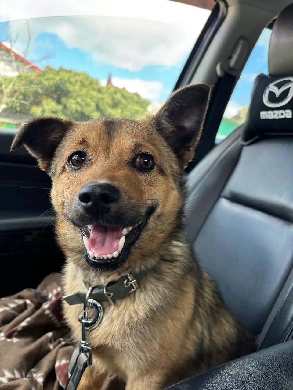 Отдам в хорошие руки собаку Тэдди - Собаки (Животные) в Симферополь