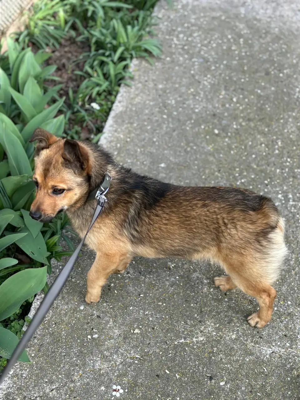 Отдам в хорошие руки собаку Тэдди - Собаки (Животные) в Симферополь