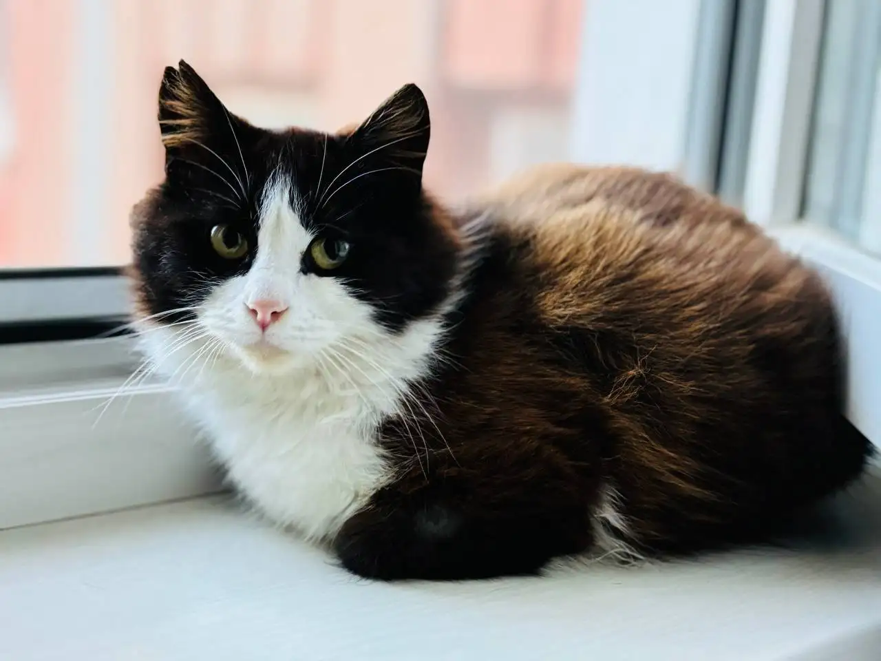 Нежная красавица 6 месяцев ищет дом - Кошки (Животные) в Симферополь