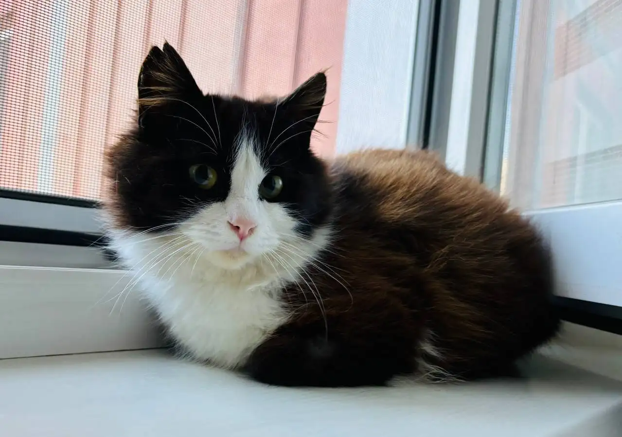 Нежная красавица 6 месяцев ищет дом - Кошки (Животные) в Симферополь