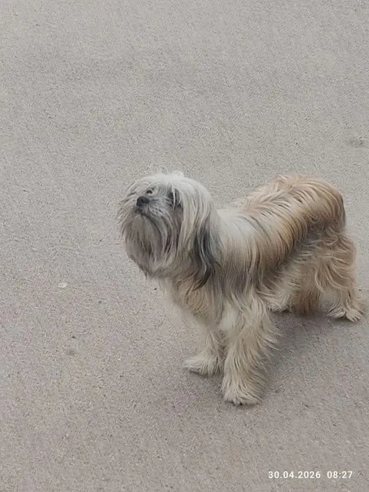 Собака на Севастопольской в Симферополе - Ситуации с животными (Животные) в Симферополь