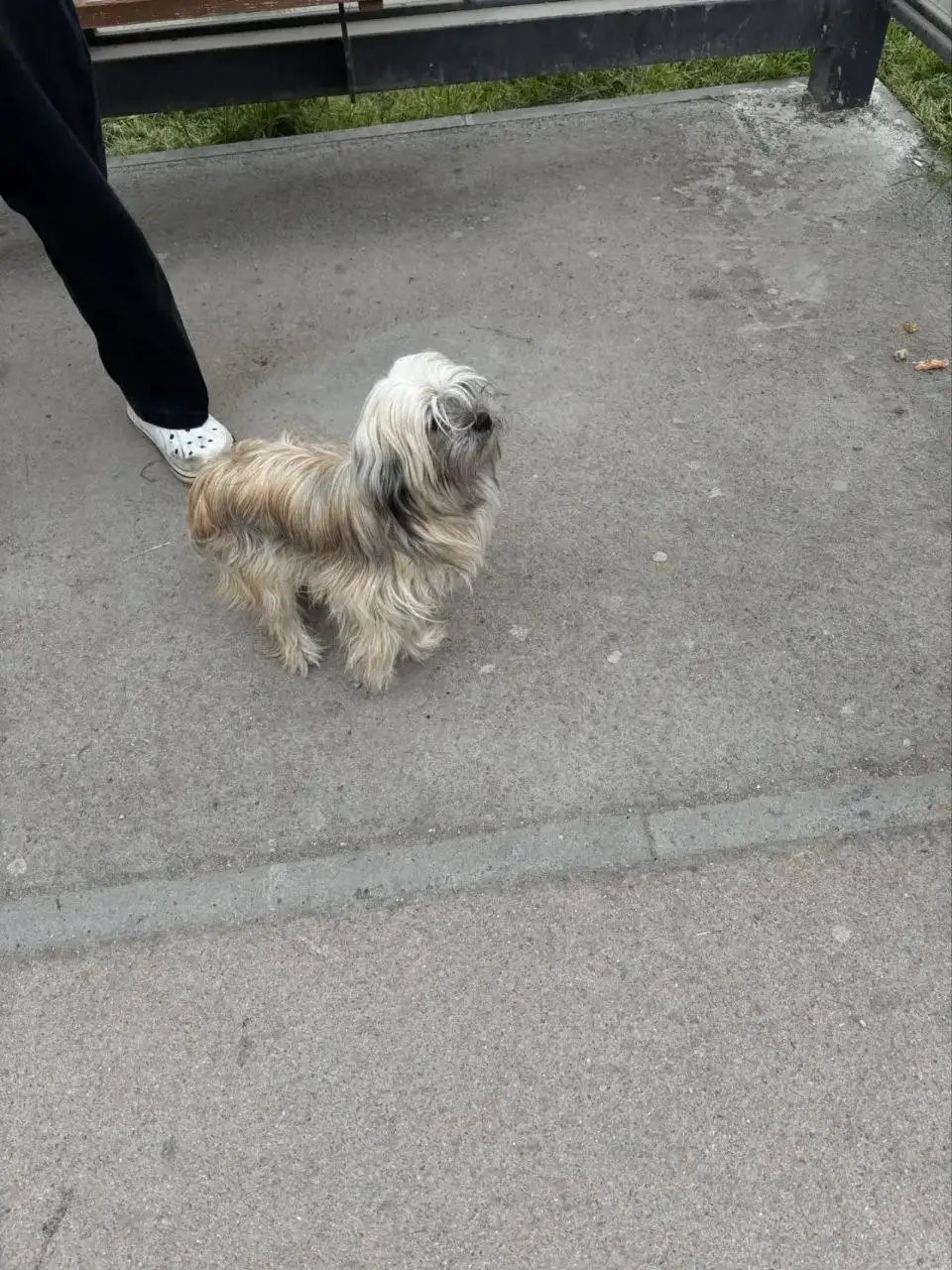 Собака на Севастопольской в Симферополе - Ситуации с животными (Животные) в Симферополь