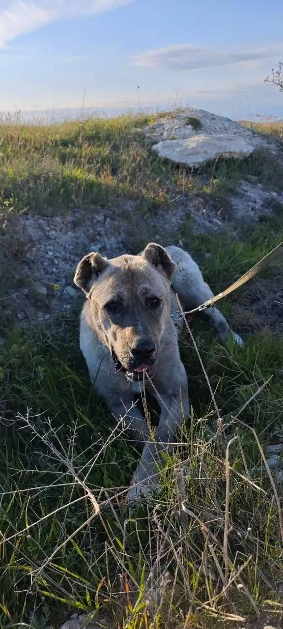Найдена собака (Алабай) в районе села Фонтан Симферопольского района - Потерянное / найденное животное (Животные) в Симферополь