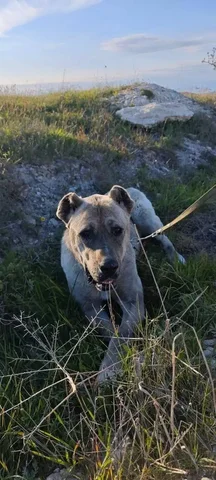 Найдена собака (Алабай) в районе села Фонтан Симферопольского района - Потерянное / найденное животное в Симферополь