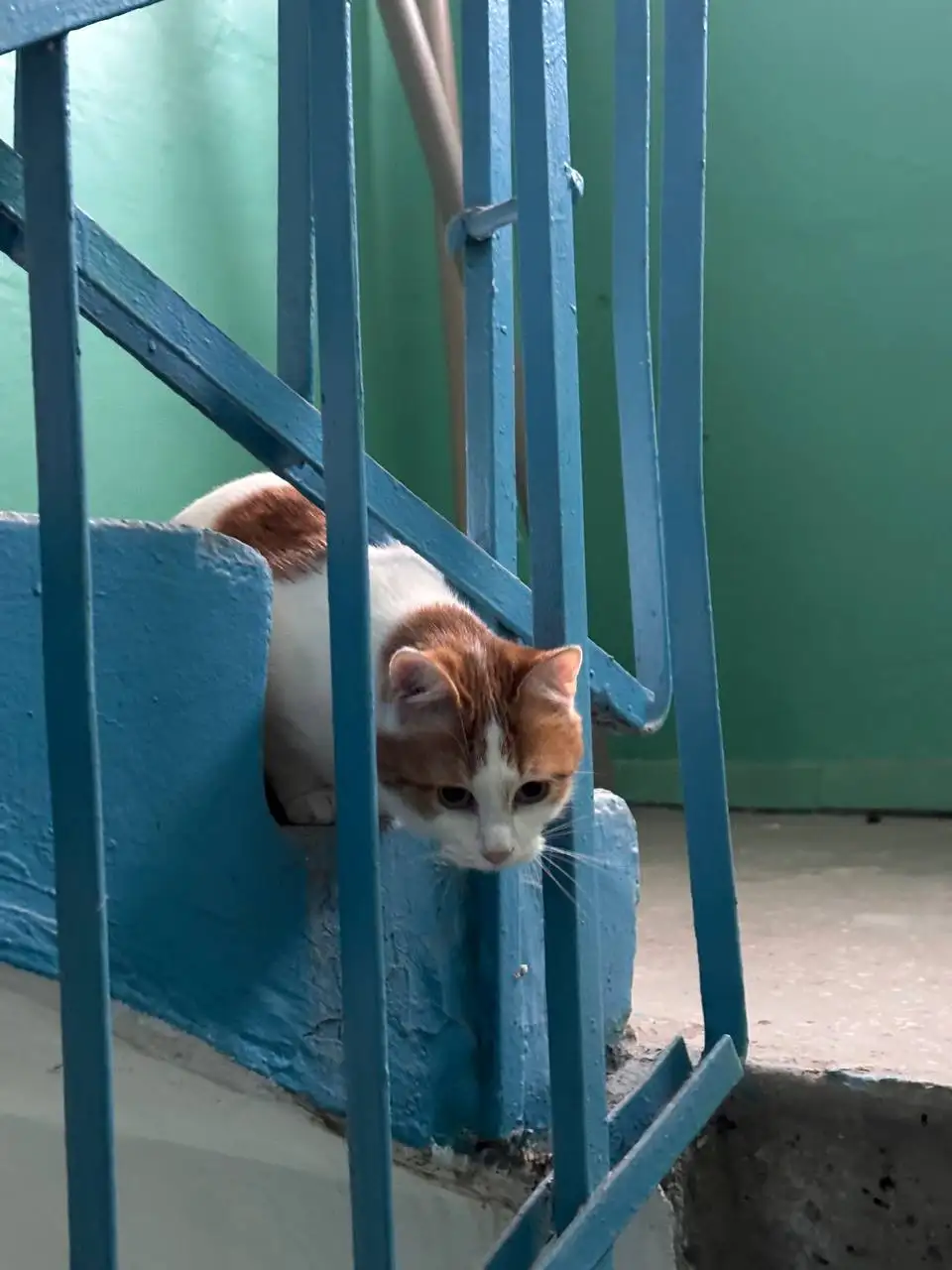 Потерялся котик - null (Животные) в Симферополь