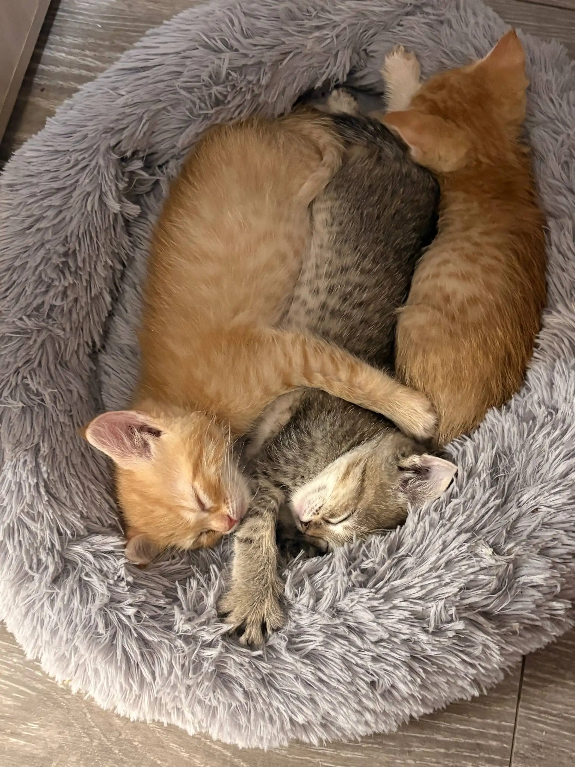 Котята отдам в добрые руки - Кошки (Животные) в Симферополь