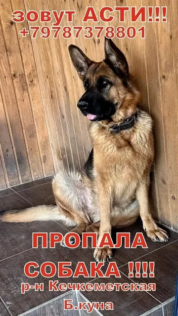 Пропала собака в Симферополе - частное объявление в Симферополь