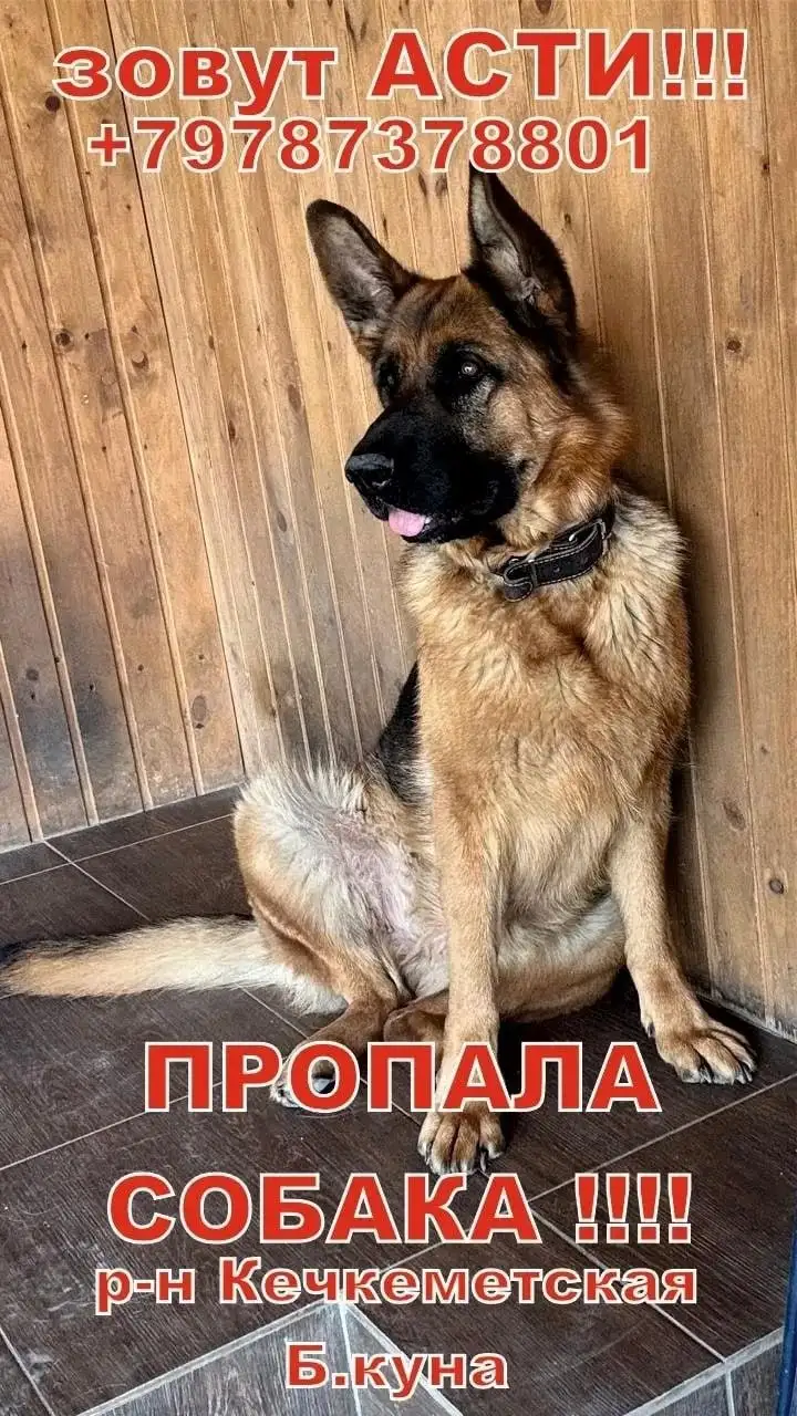 Пропала собака (немецкая овчарка) - Животные в Симферополь