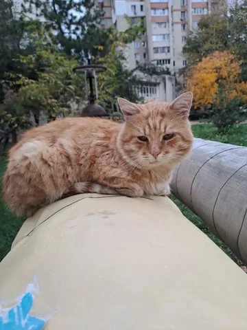 Срочно в добрые руки: котик ищет хозяев - Животные в Симферополь