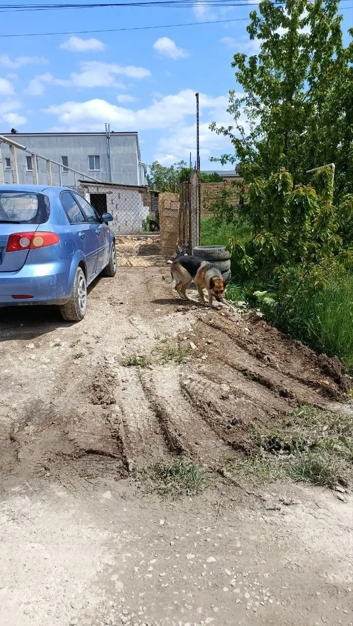 Потерялась немецкая овчарка в Акрополисе - Кошки и собаки (Животные) в Симферополь