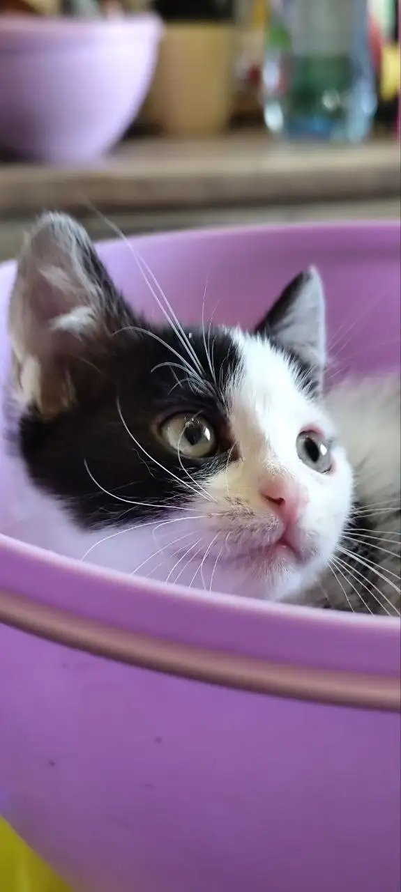 Котенок Бандит ищет дом - Кошки (Животные) в Симферополь