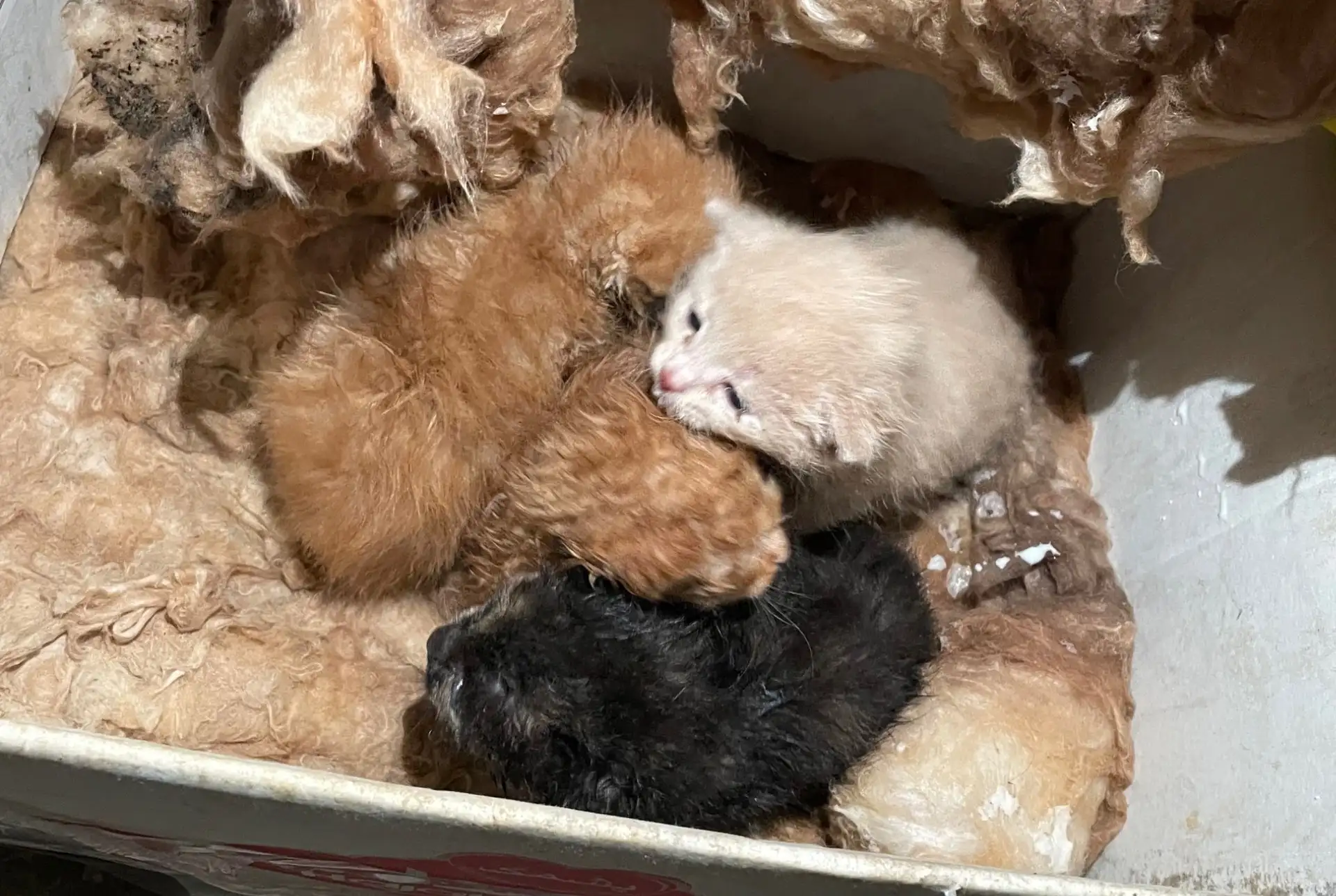 Срочно нужна кормящая кошка - Кошки (Животные) в Симферополь