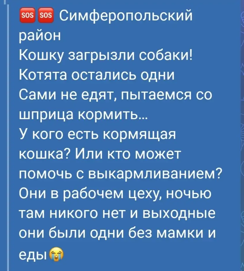 Срочно нужна кормящая кошка - Кошки (Животные) в Симферополь