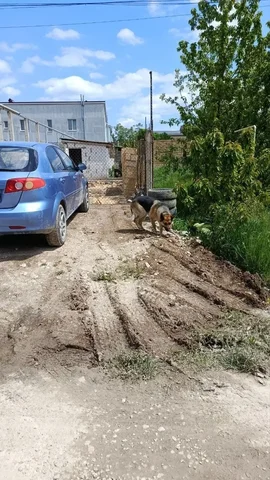 Помогите найти украденную немецкую овчарку - Животные в Симферополь