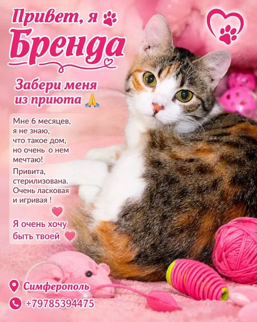 Помощь приюту для животных в Симферополе - Животные в Симферополь