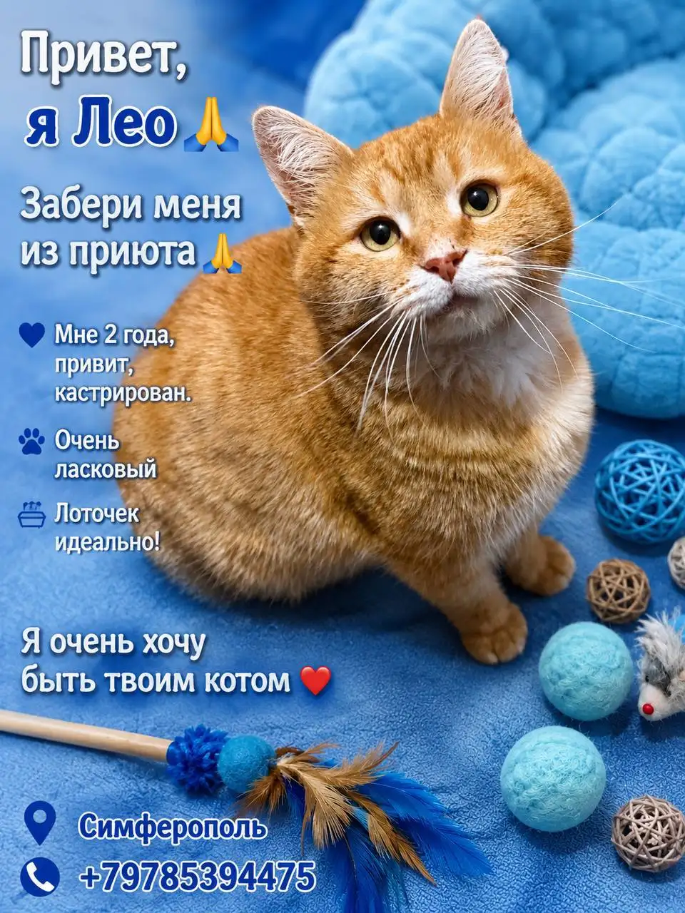 Помощь приюту для животных в Симферополе - Приюты (Животные) в Симферополь