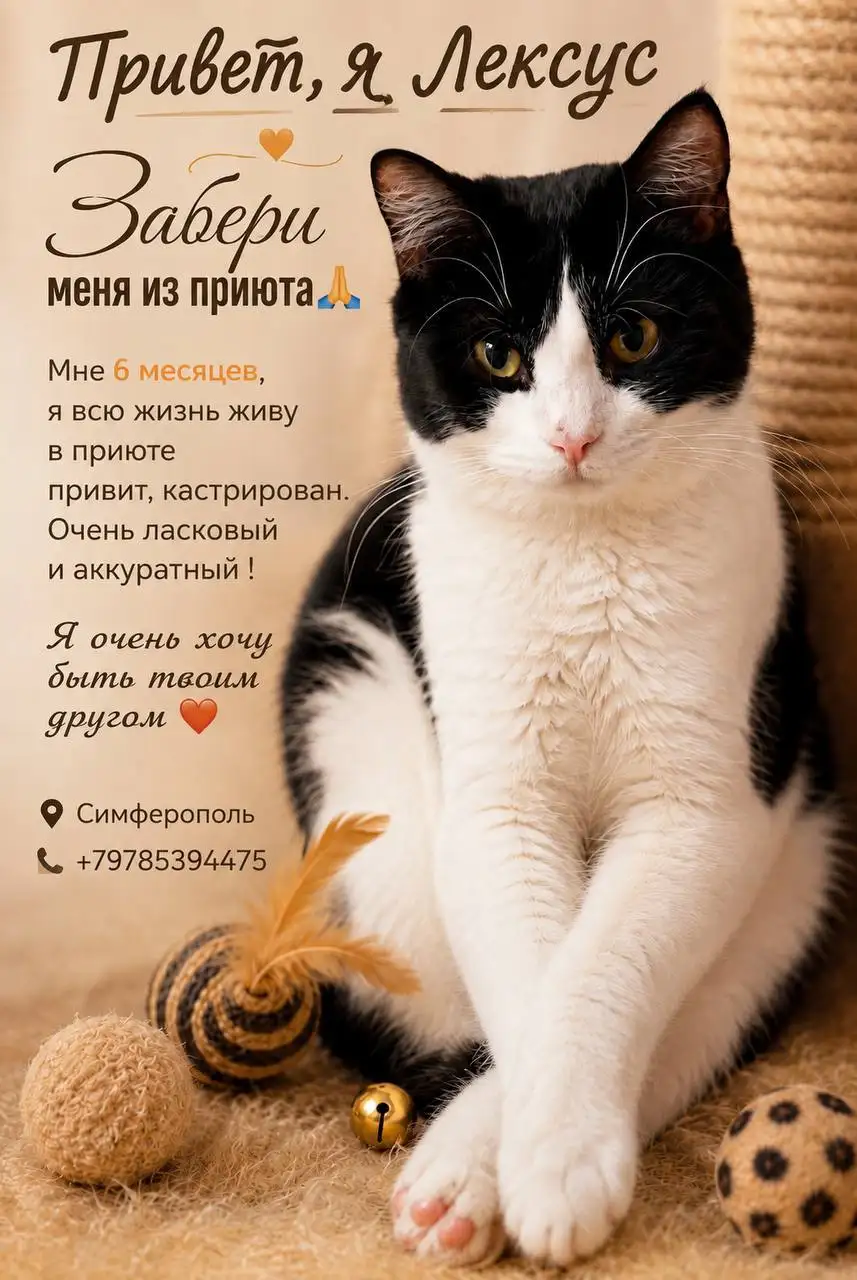 Помощь приюту для животных в Симферополе - Приюты (Животные) в Симферополь