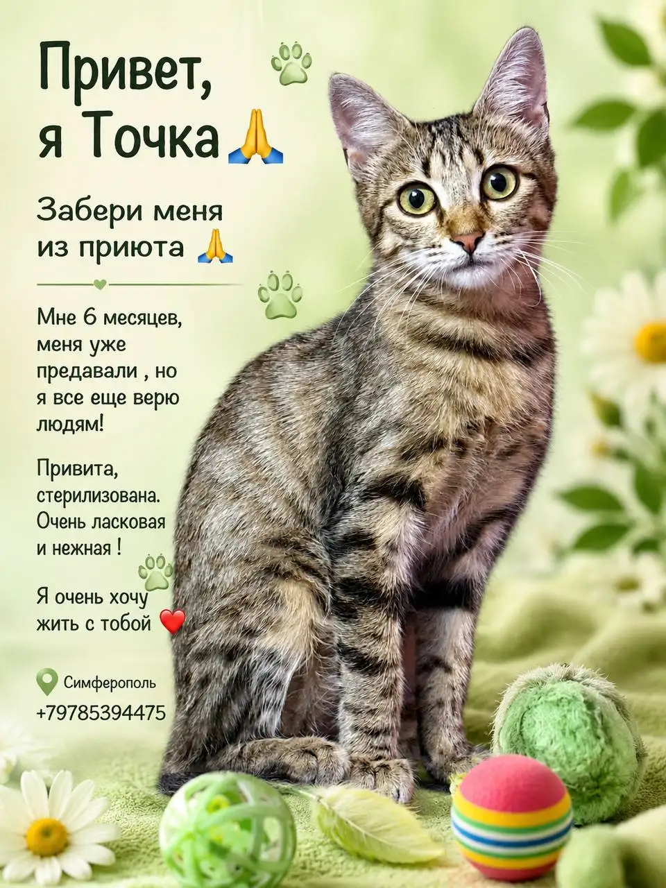 Помощь приюту для животных в Симферополе - Приюты (Животные) в Симферополь