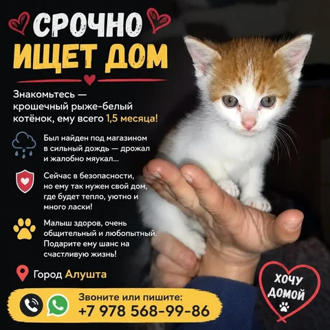 Сено, солома, люцерна, корма для животных - Животные в Симферополь