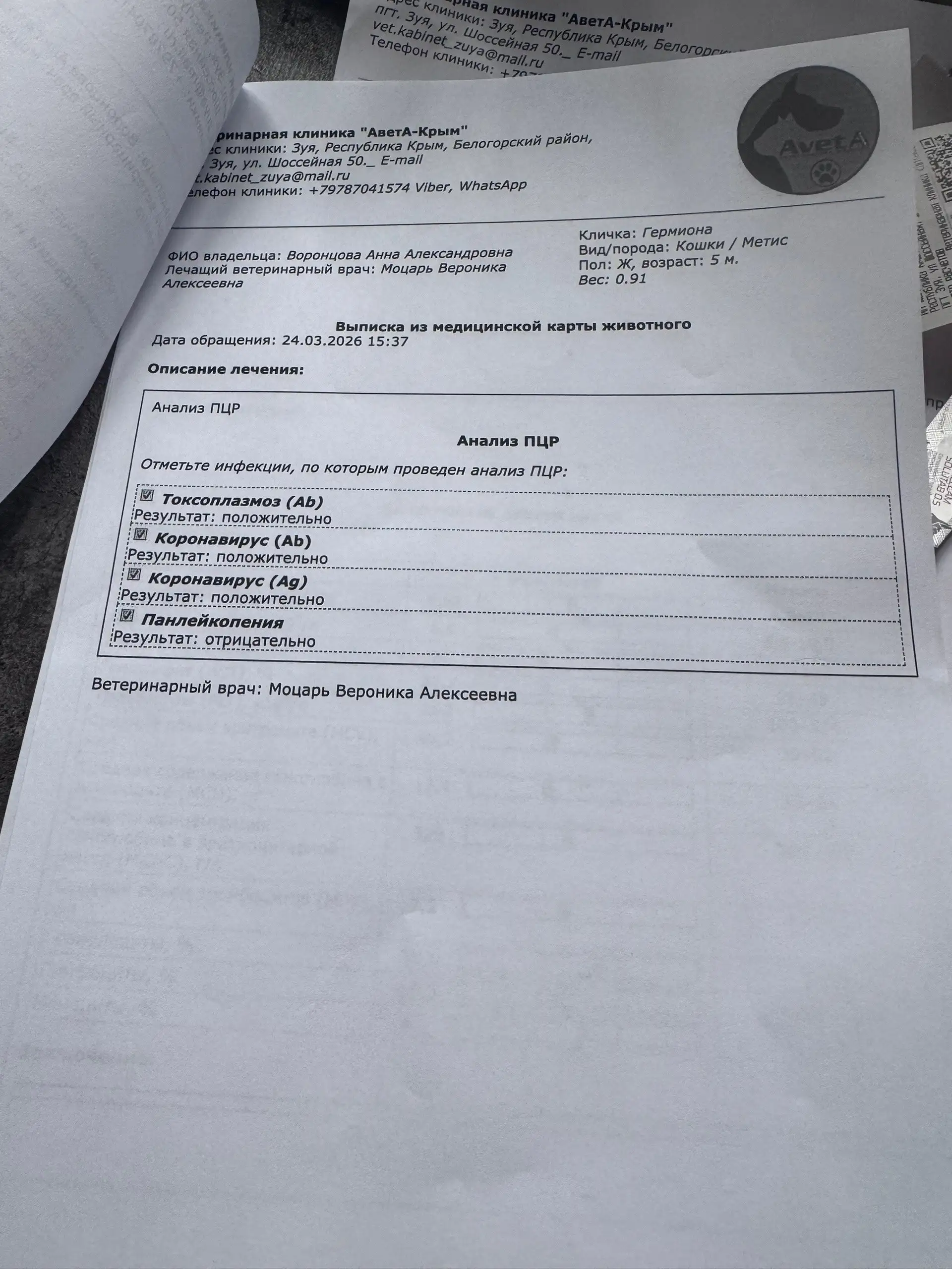 Помощь кошке Гермионе с ФИП - Благотворительность / Сбор средств (Животные) в Симферополь