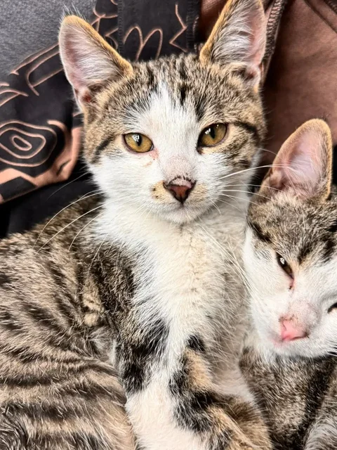 Отдам котят в добрые руки - Животные в Симферополь
