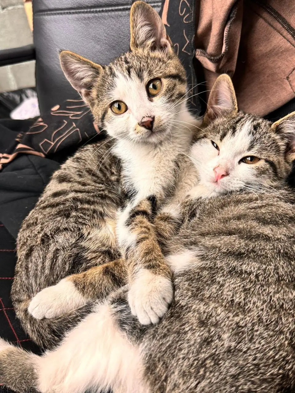 Отдам котят в добрые руки - Кошки (Животные) в Симферополь