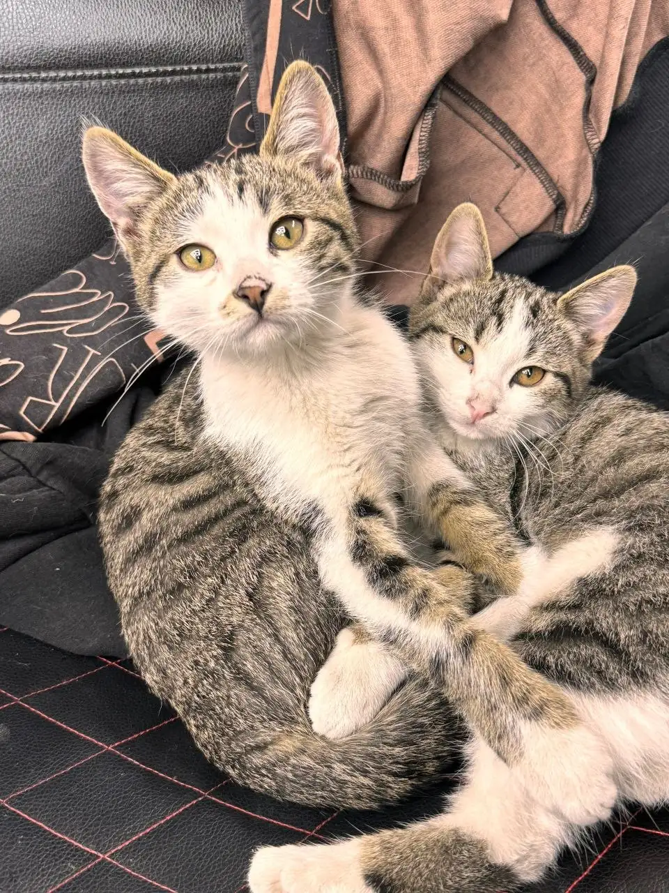 Отдам котят в добрые руки - Кошки (Животные) в Симферополь