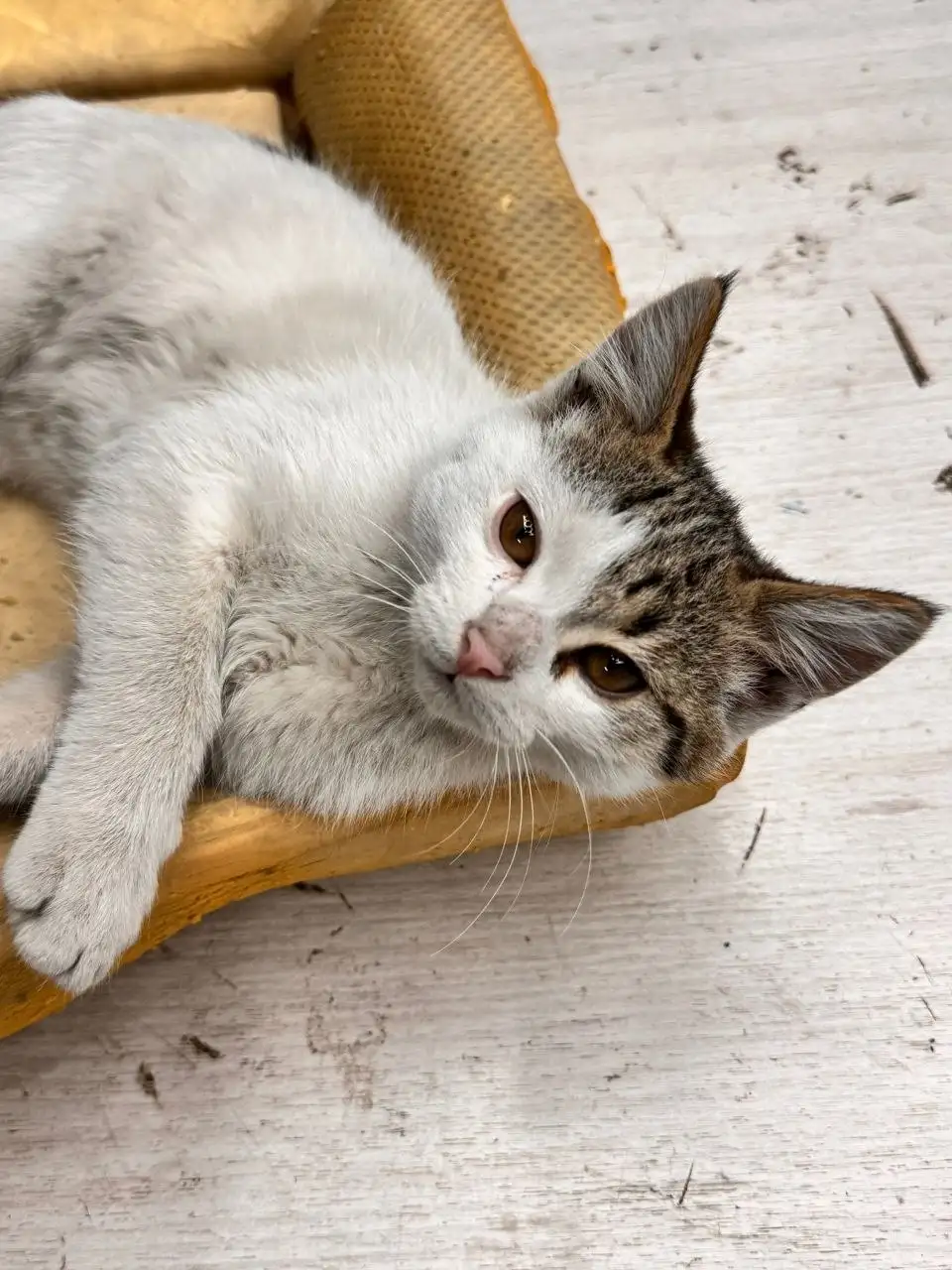 Отдам котят в добрые руки - Кошки (Животные) в Симферополь