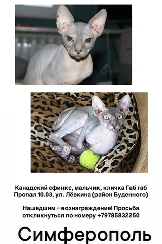 Возможна утерянная собака - вознаграждение - Ветеринарные услуги в Симферополь