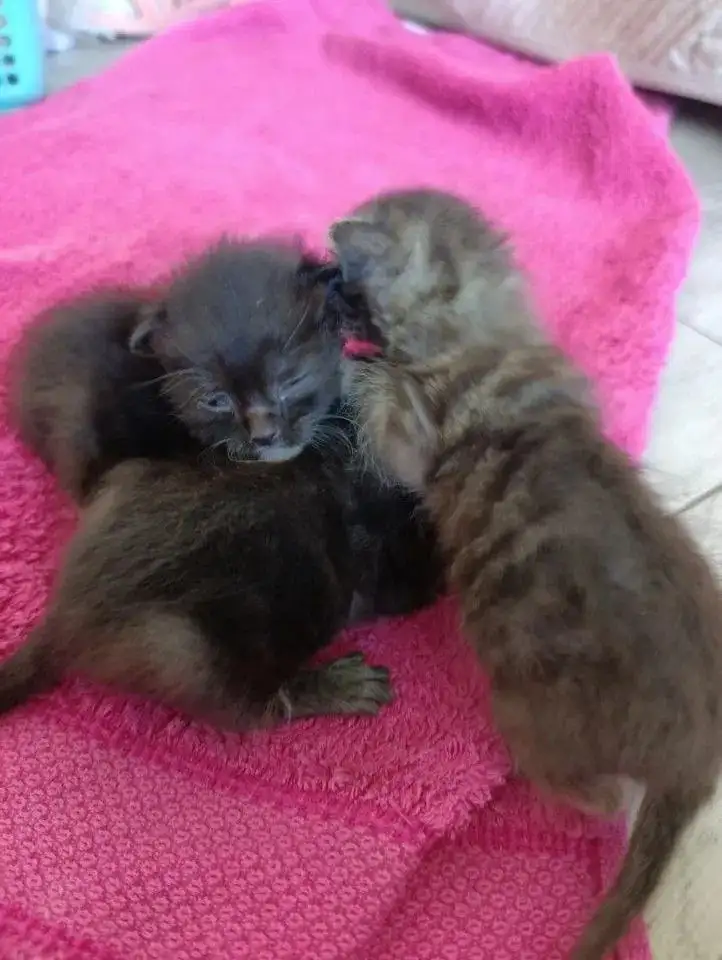 Котята ищут дом - Кошки (Животные) в Симферополь