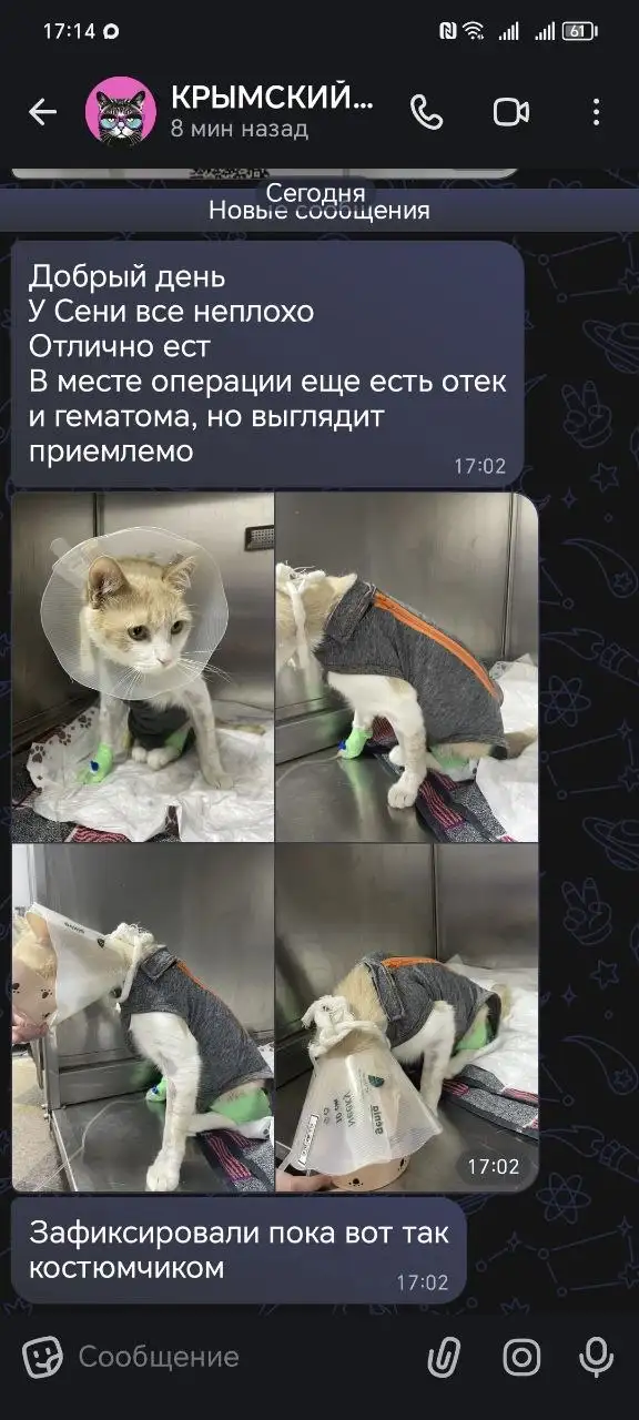 Сбор средств на лечение кота Сени - Ветеринарные услуги (Животные) в Симферополь