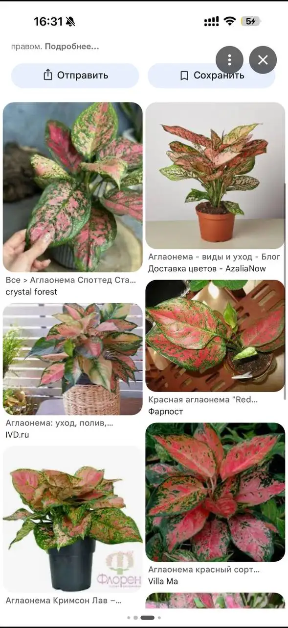 Приму в дар цветок - Барахолка в Симферополь