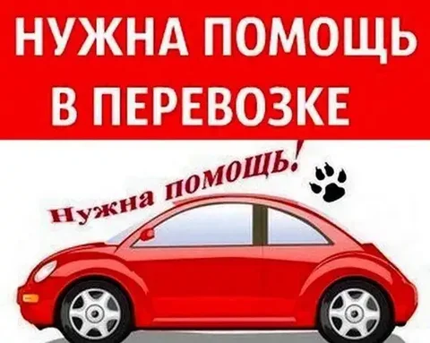 Перевозка щенка из Симферополя в Севастополь - Помощь животным в Симферополь