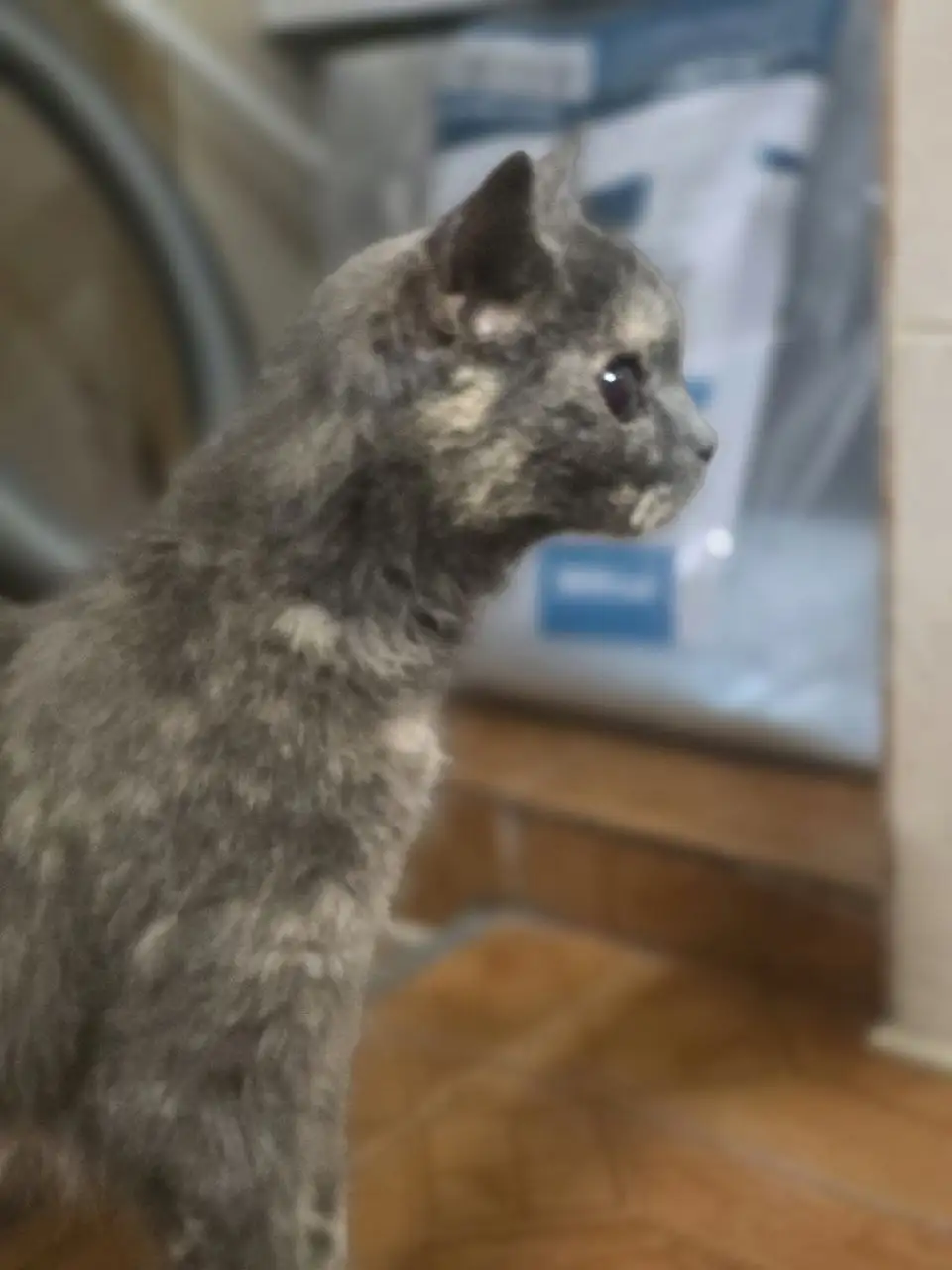 Кошечке нужна помощь с ветеринарами - Животные в Ялта