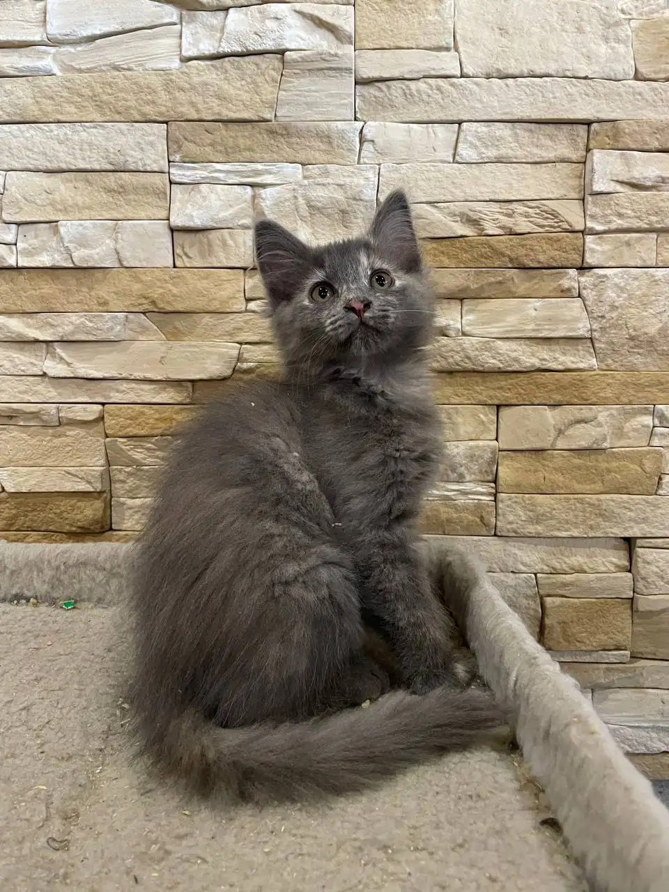 Отдаем котят в добрые руки - Кошки (Животные) в Симферополь