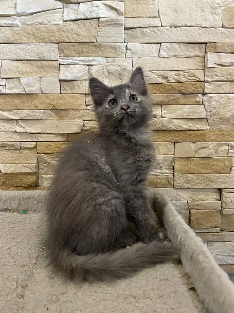 Отдаем котят в добрые руки - Животные в Симферополь