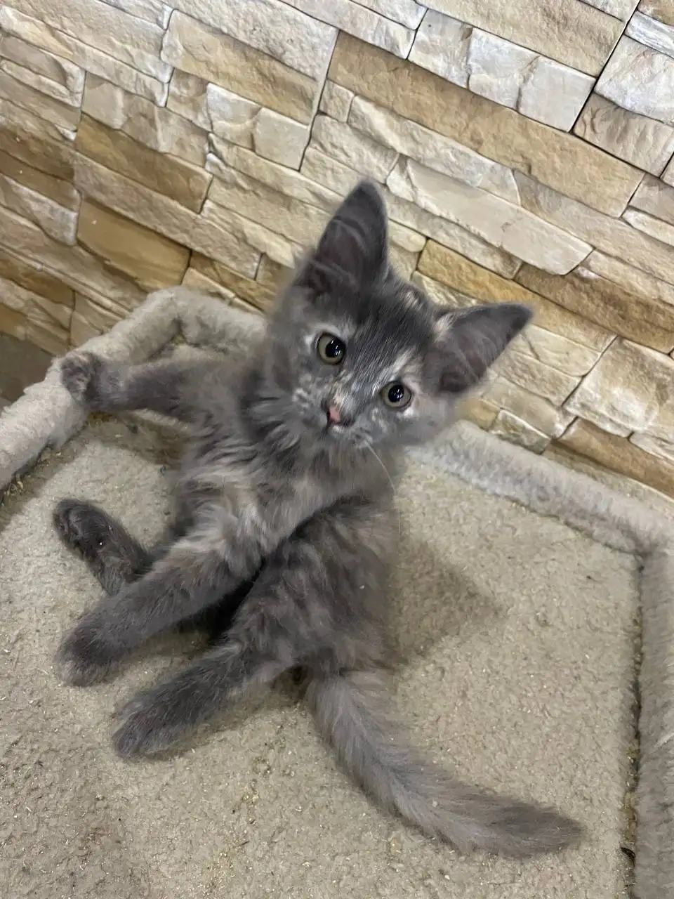 Отдаем котят в добрые руки - Кошки (Животные) в Симферополь