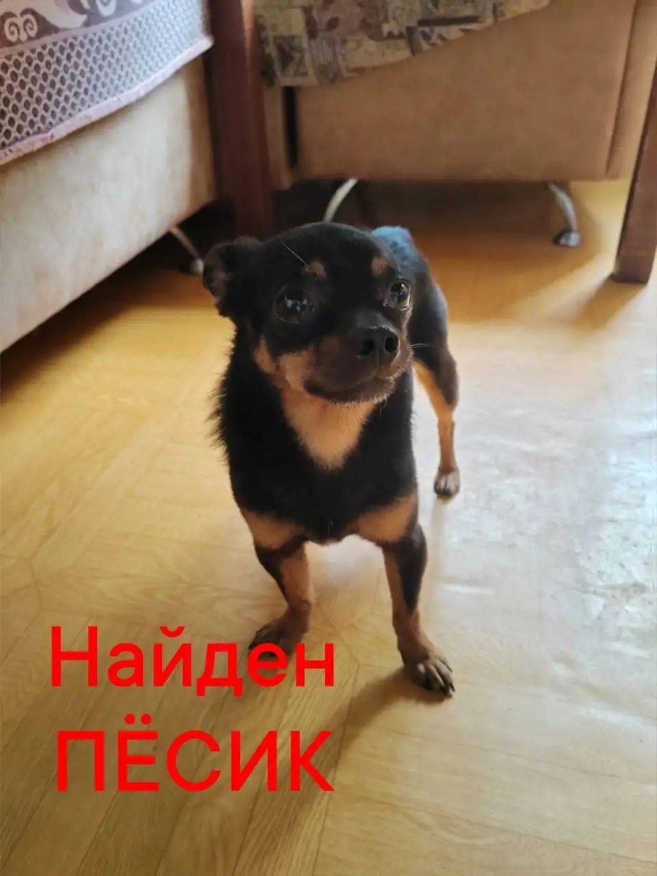 Найден пробник собаки в Симферополе - Собаки (Животные) в Симферополь