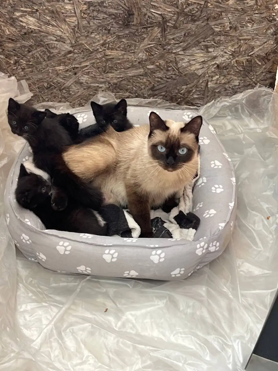 Котята в добрые руки - Кошки (Животные) в Симферополь