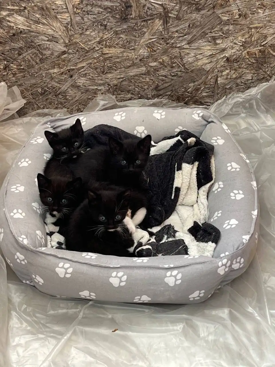 Котята в добрые руки - Кошки (Животные) в Симферополь