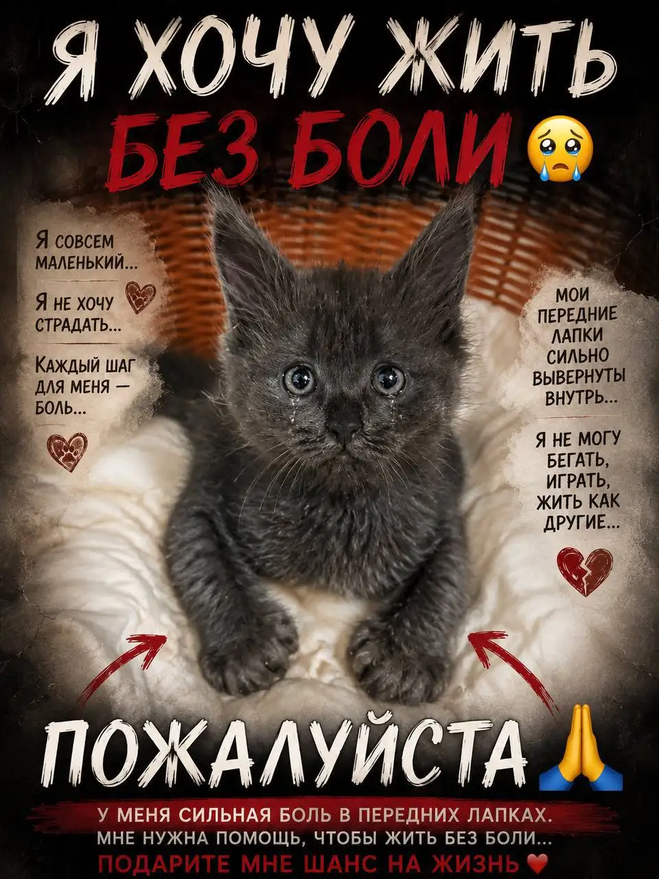 Помощь котенку Кузе - Помощь животным (Животные) в Симферополь