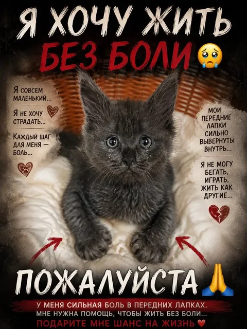 Помощь котенку Кузе - Помощь животным в Симферополь