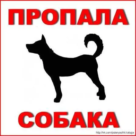 Потерялась черная такса, ночь с 8 на 9 июня - Потеряшки (Животные) в Симферополь
